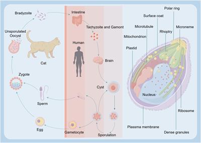 The emerging role of Toxoplasma gondii in periodontal diseases and underlying mechanisms